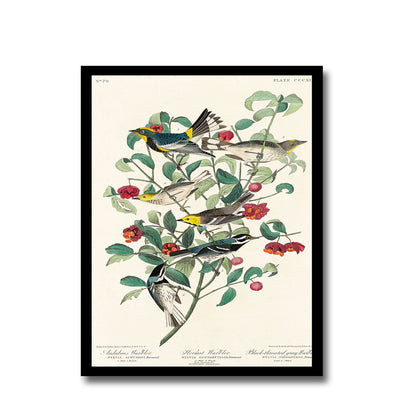 Audubon's , Hermit, and Black-throated gray Warbler by John J. Audubon
