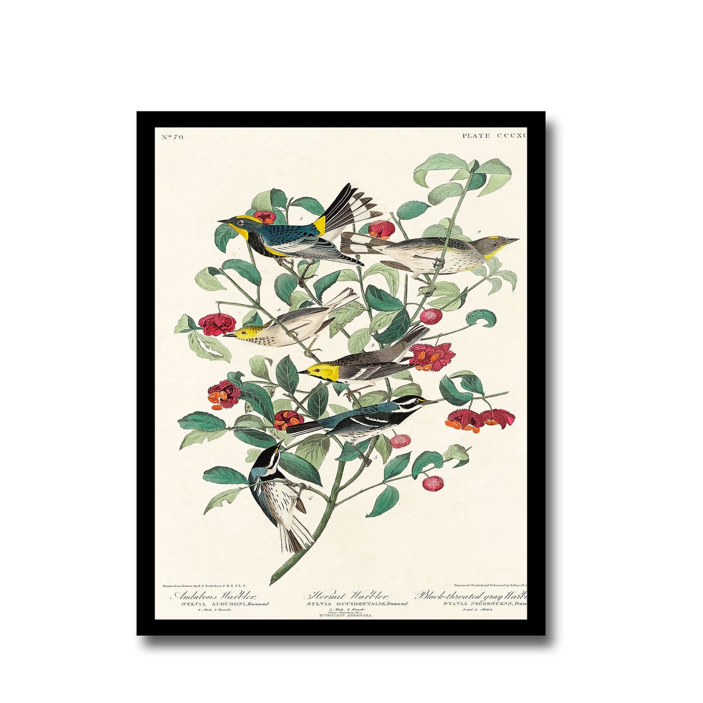 Arctic Yager by John J. Audubon