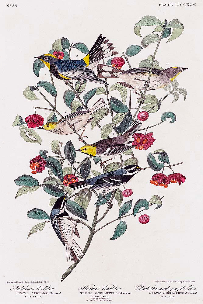 Audubon's , Hermit, and Black-throated gray Warbler by John J. Audubon
