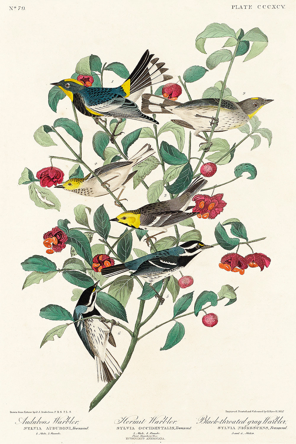 A framed print featuring illustrations of birds perched on branches with leaves and berries, in portrait orientation.