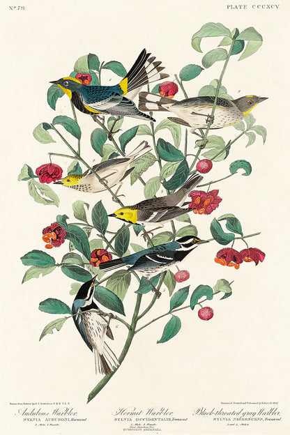 A framed print featuring illustrations of birds perched on branches with leaves and berries, in portrait orientation.