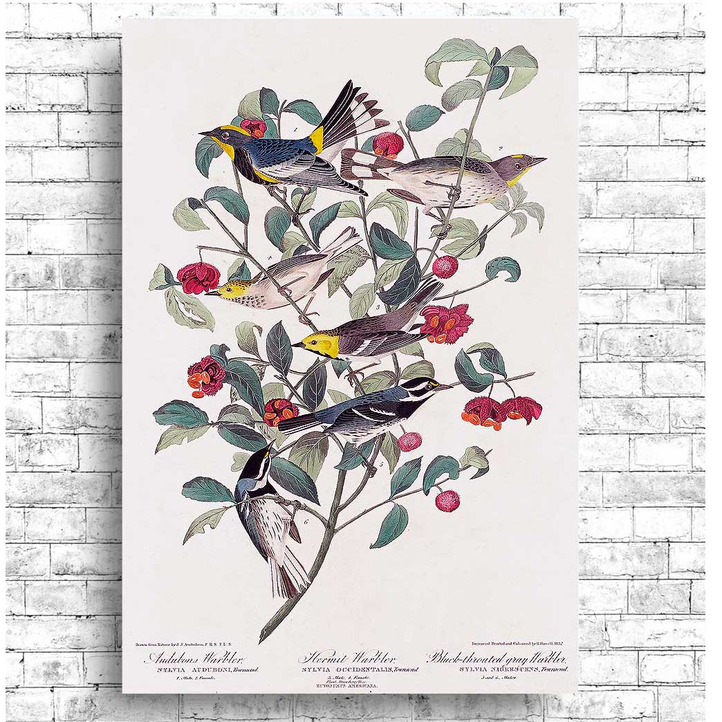 Audubon's , Hermit, and Black-throated gray Warbler by John J. Audubon