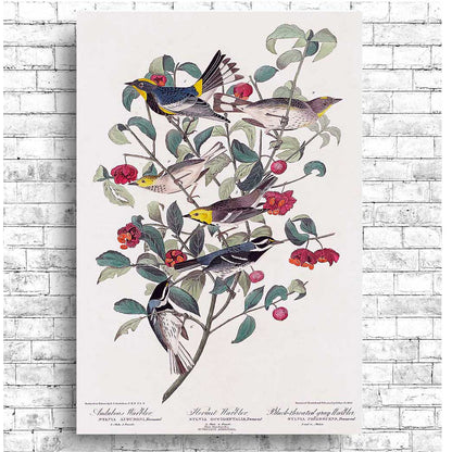 Audubon's , Hermit, and Black-throated gray Warbler by John J. Audubon