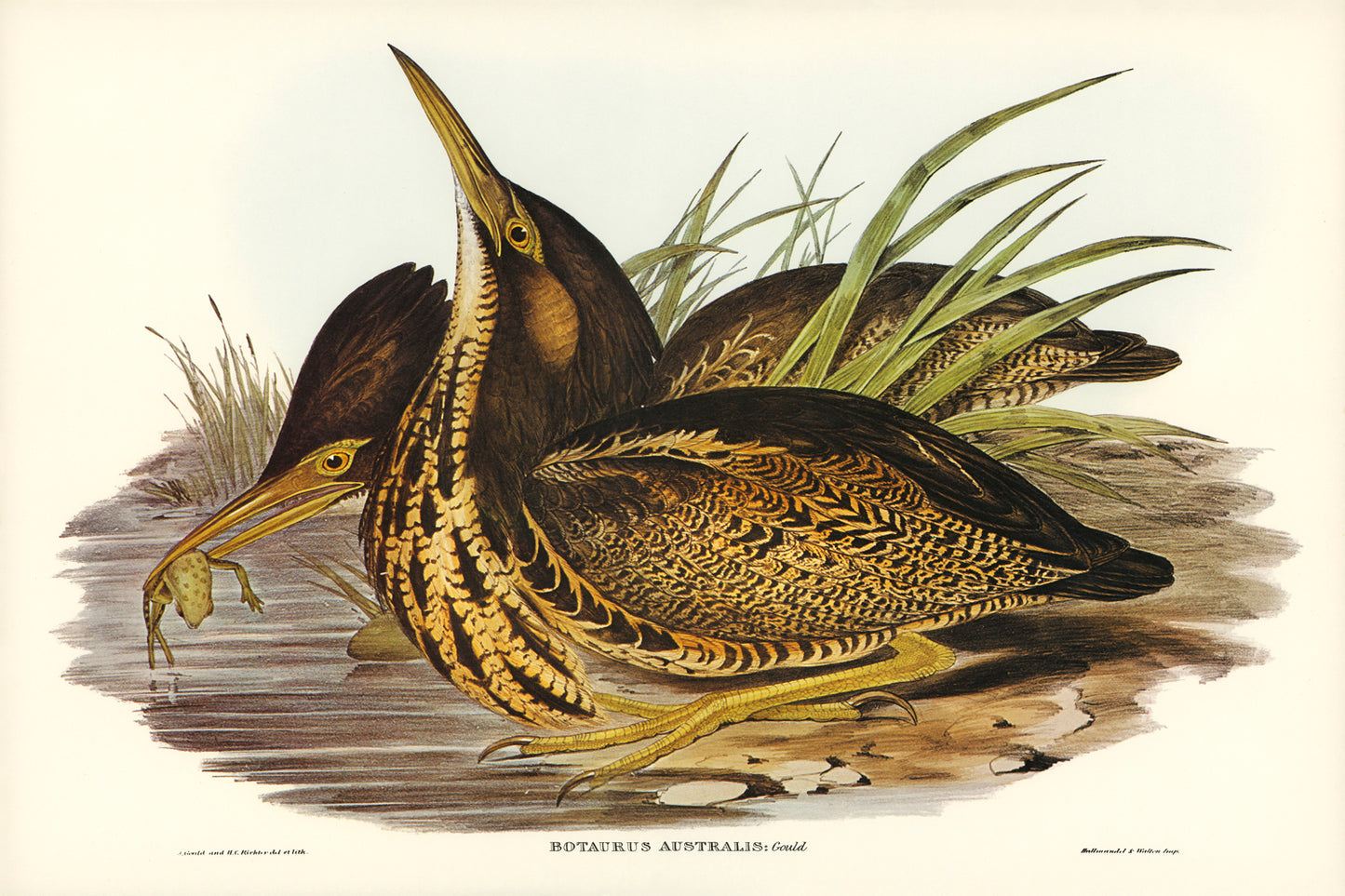 Australian Bittern by Elizabeth Gould (1804-1841)