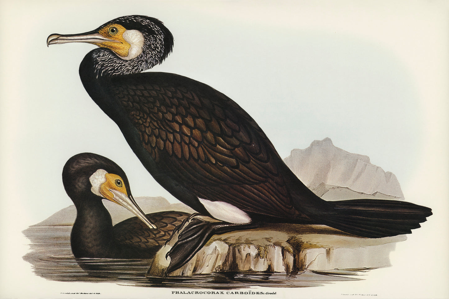 Australian Cormorant by Elizabeth Gould (1804-1841)