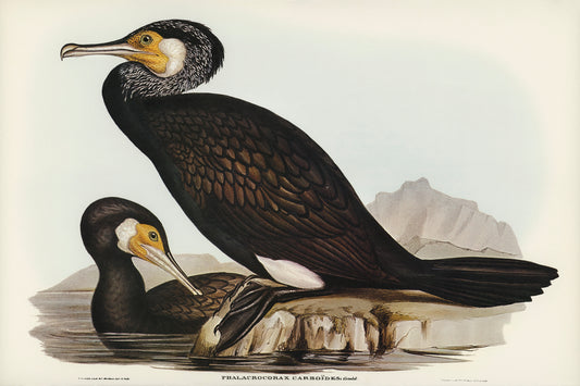 Australian Cormorant by Elizabeth Gould (1804-1841)