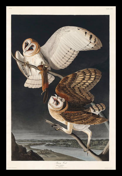 A framed print of two barn owls in flight against a dark background, with a black frame.