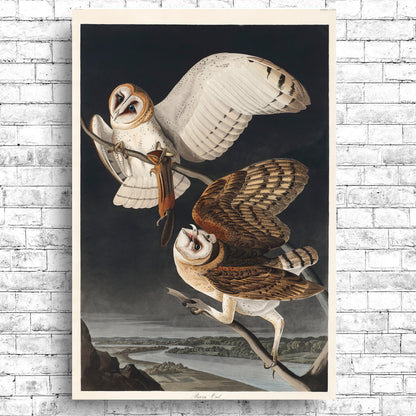 Barn Owl by John J. Audubon