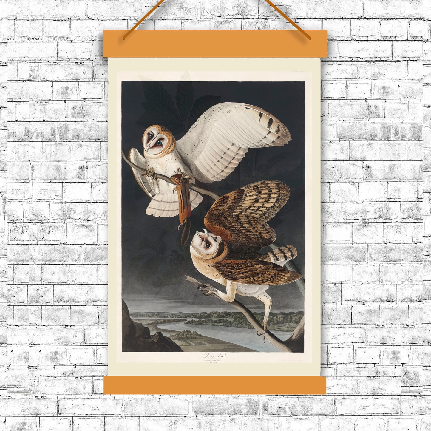 Barn Owl by John J. Audubon