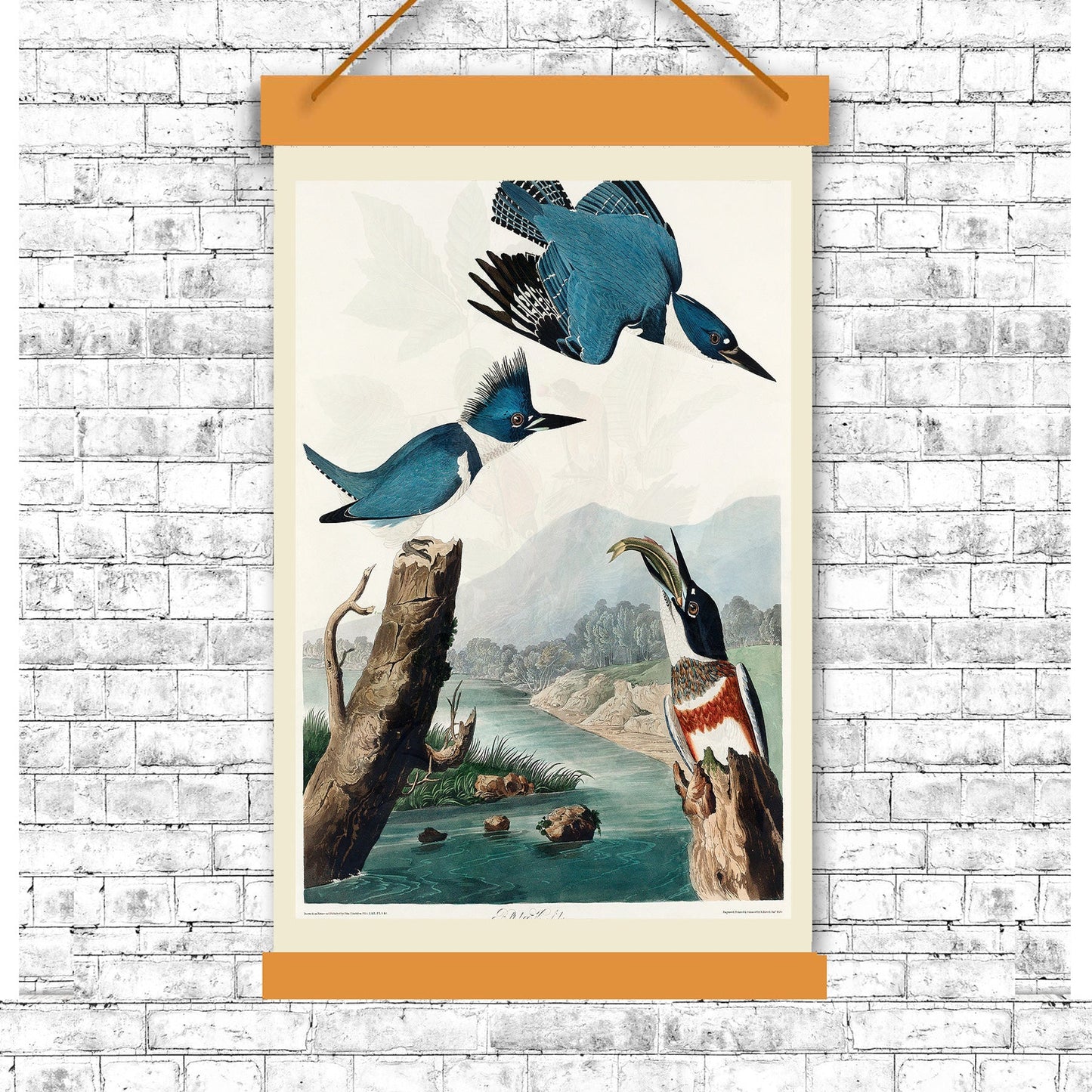Belted Kingfisher by John J. Audubon