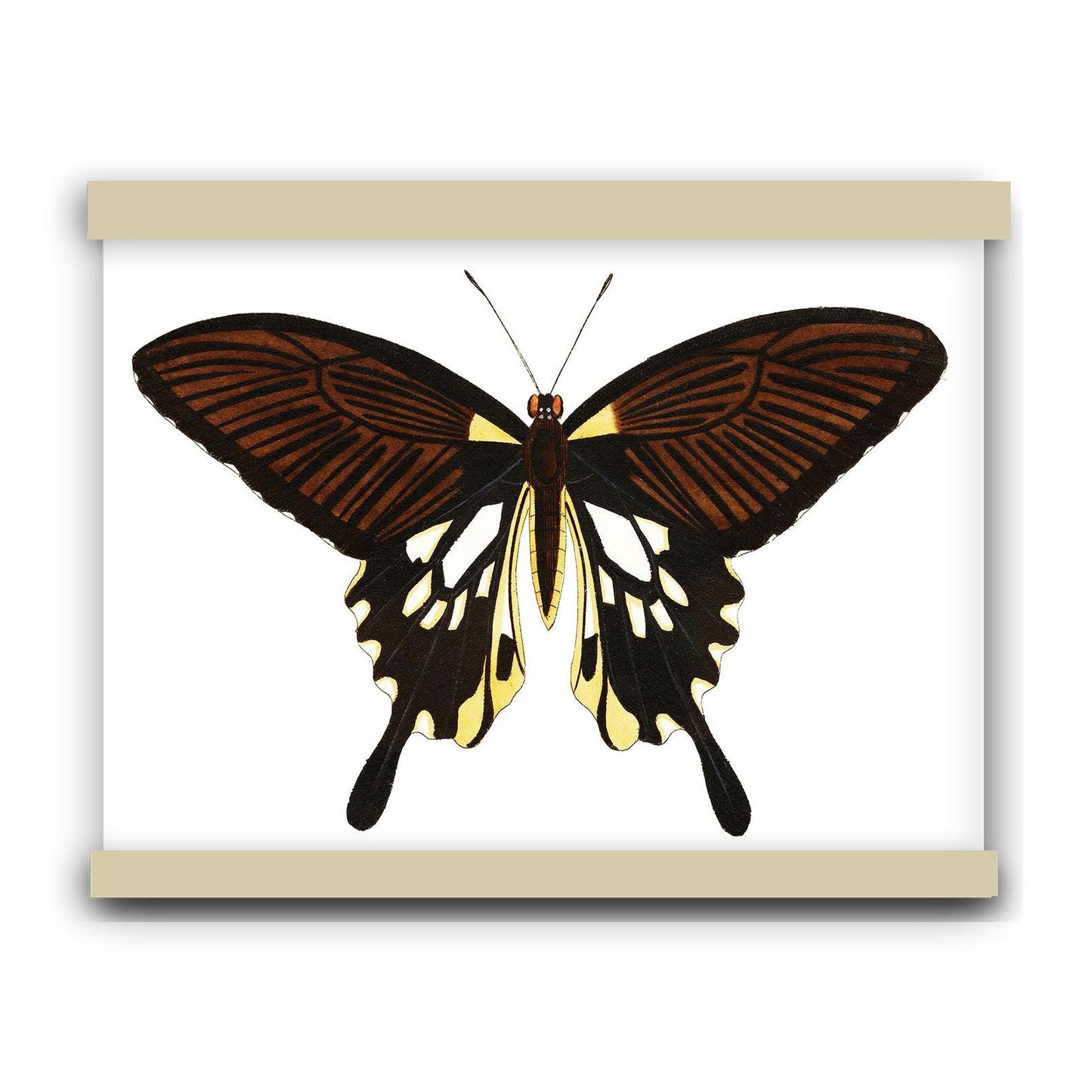 Black butterfly with tailed wings by George Shaw (1751-1813) | Hanging Canvas Art | Choice of Board Colors