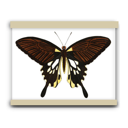 Black butterfly with tailed wings by George Shaw (1751-1813) | Hanging Canvas Art | Choice of Board Colors