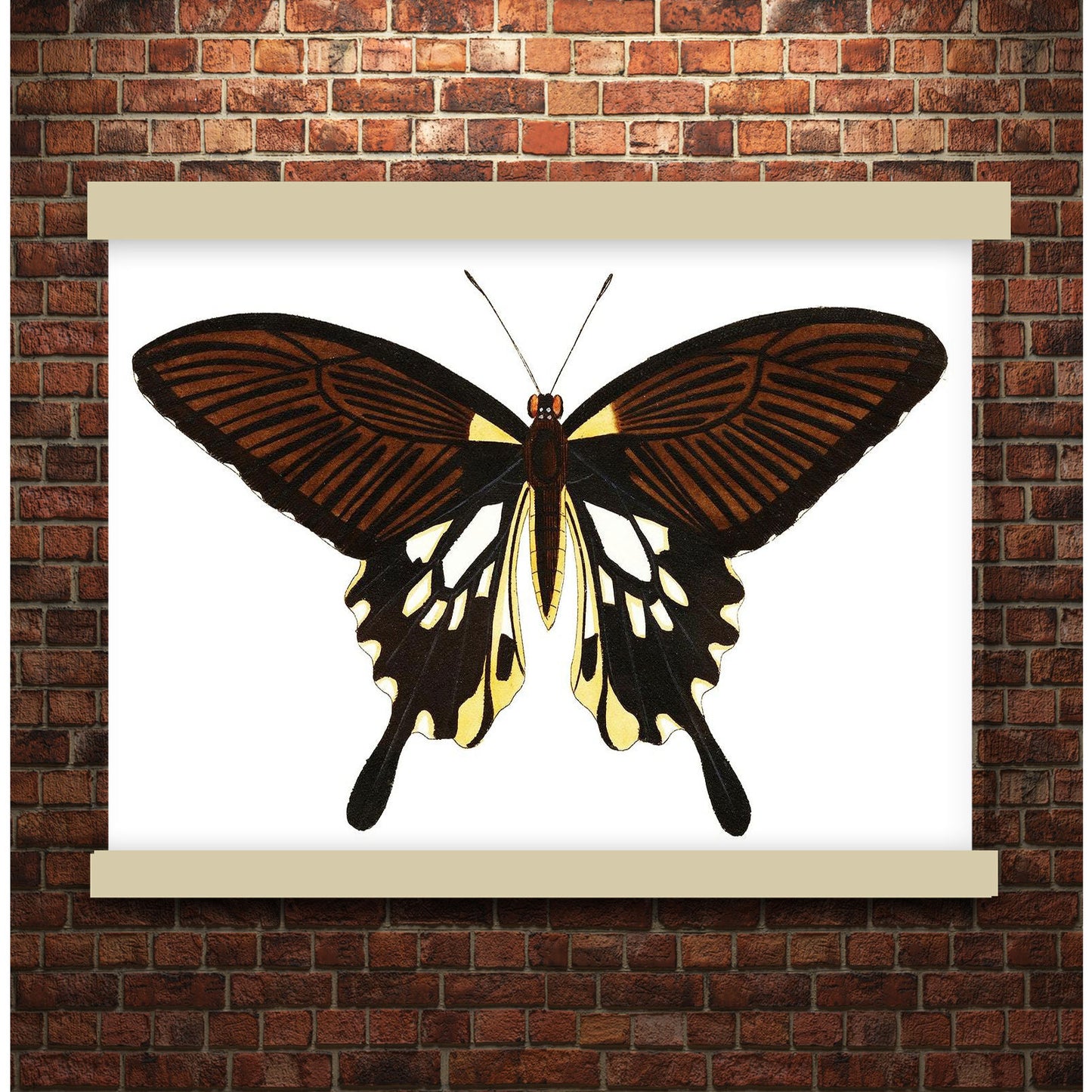 Black butterfly with tailed wings by George Shaw (1751-1813) | Hanging Canvas Art | Choice of Board Colors