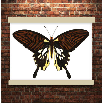 Black butterfly with tailed wings by George Shaw (1751-1813) | Hanging Canvas Art | Choice of Board Colors