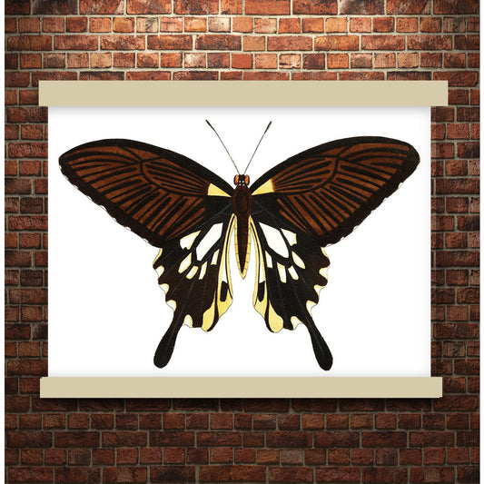 Black butterfly with tailed wings by George Shaw (1751-1813) | Hanging Canvas Art | Choice of Board Colors