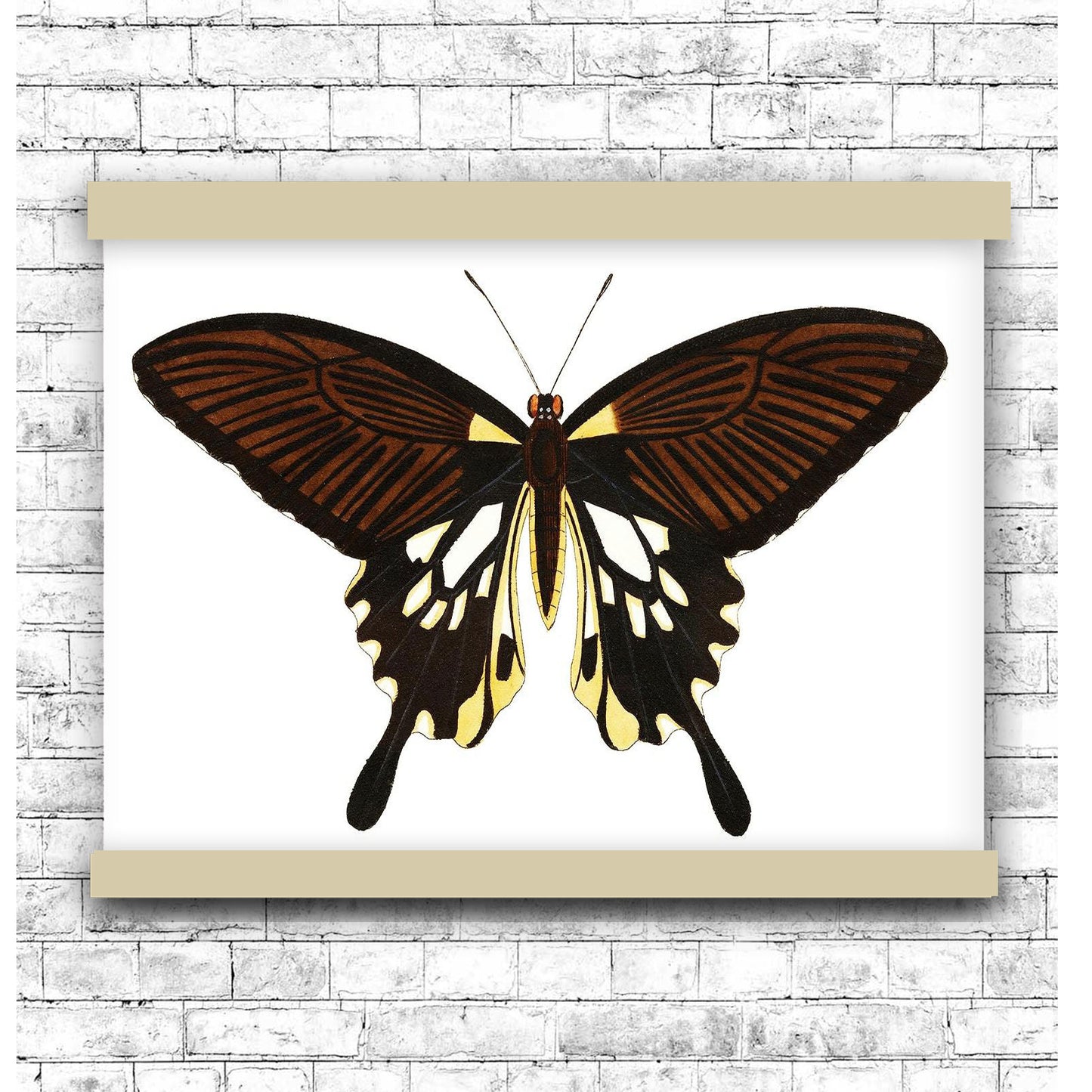 Black butterfly with tailed wings by George Shaw (1751-1813) | Hanging Canvas Art | Choice of Board Colors