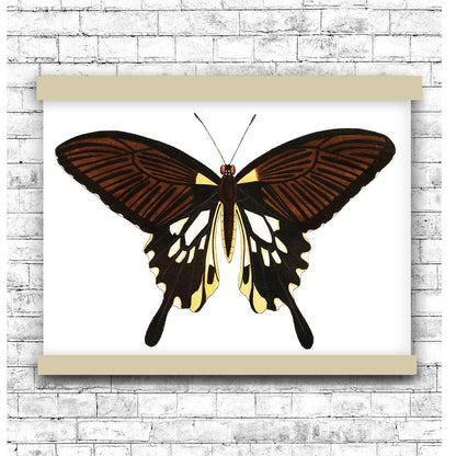 Black butterfly with tailed wings by George Shaw (1751-1813) | Hanging Canvas Art | Choice of Board Colors