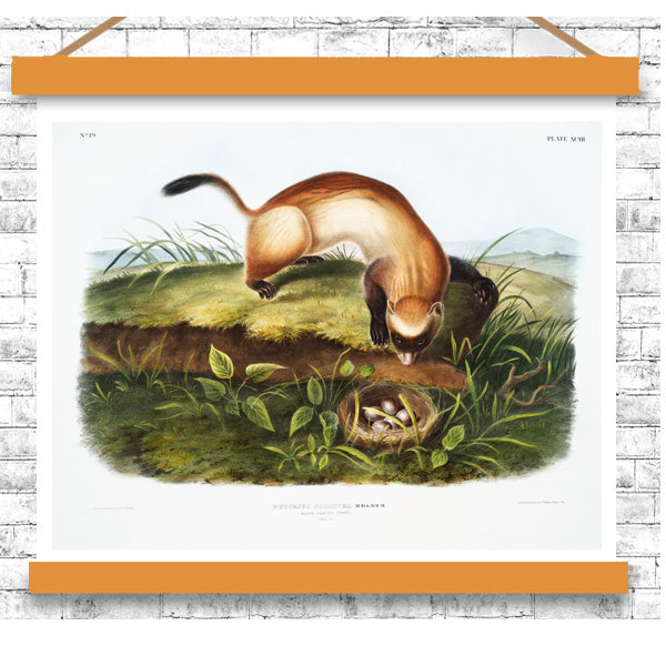 Black-footed Ferret by John J. Audubon