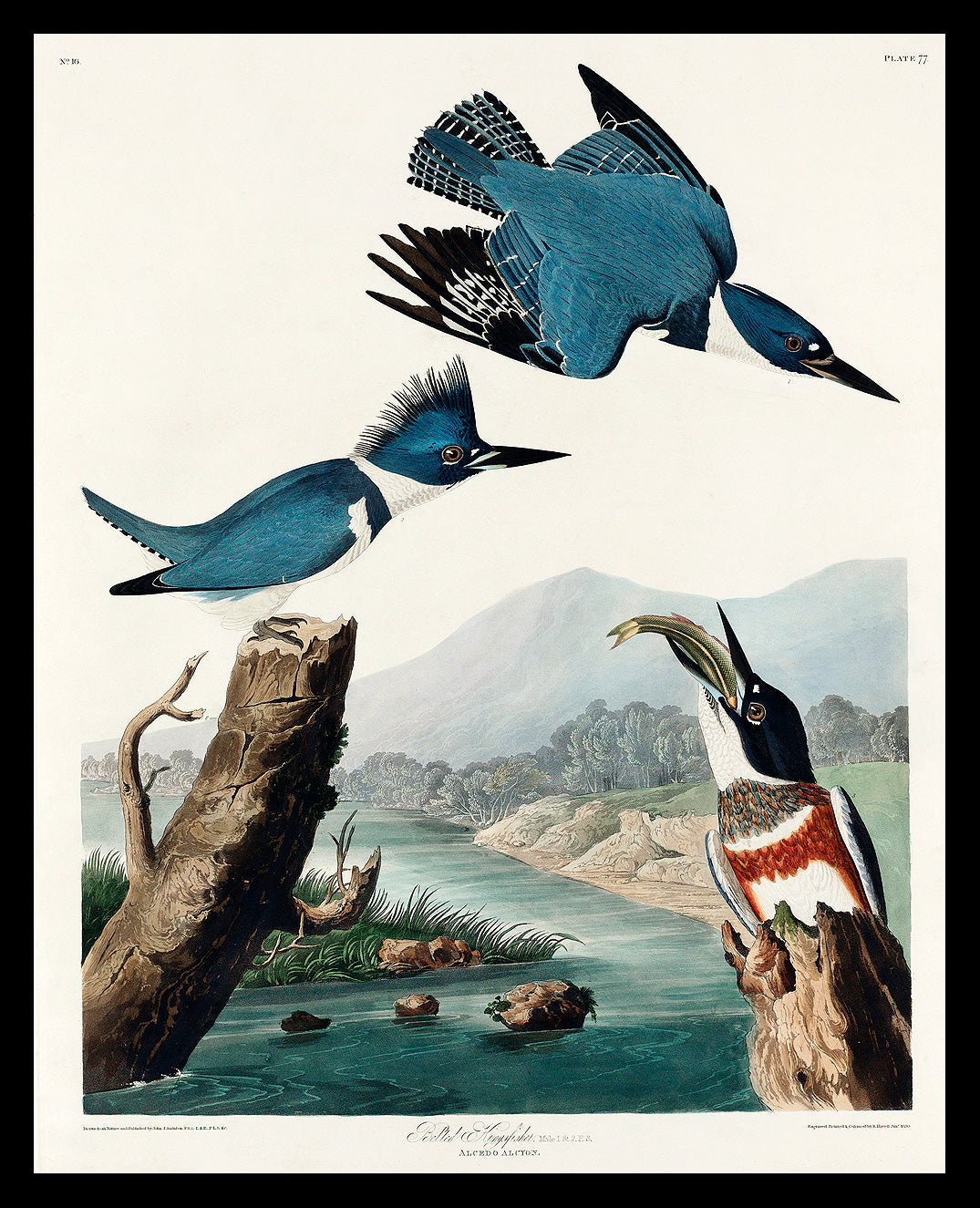 Belted Kingfisher by John J. Audubon