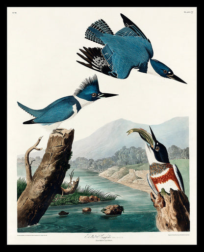 Belted Kingfisher by John J. Audubon