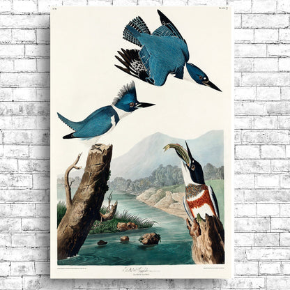 Belted Kingfisher by John J. Audubon