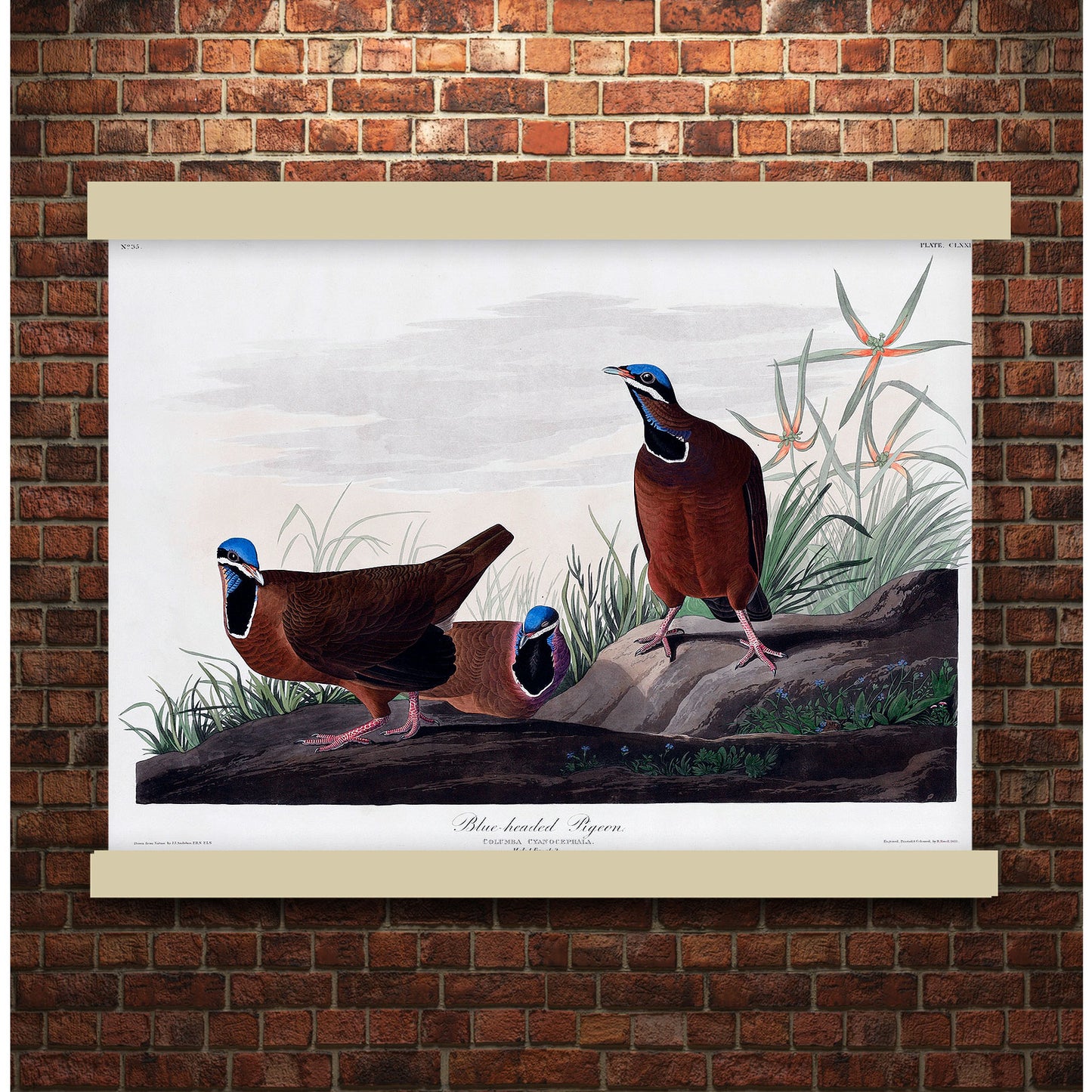 Blue-headed Pigeon from Birds of America (1827) by John James Audubon | Hanging Canvas Art | Choice of Board Colors