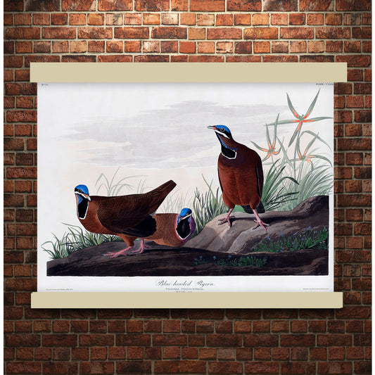 Blue-headed Pigeon from Birds of America (1827) by John James Audubon | Hanging Canvas Art | Choice of Board Colors