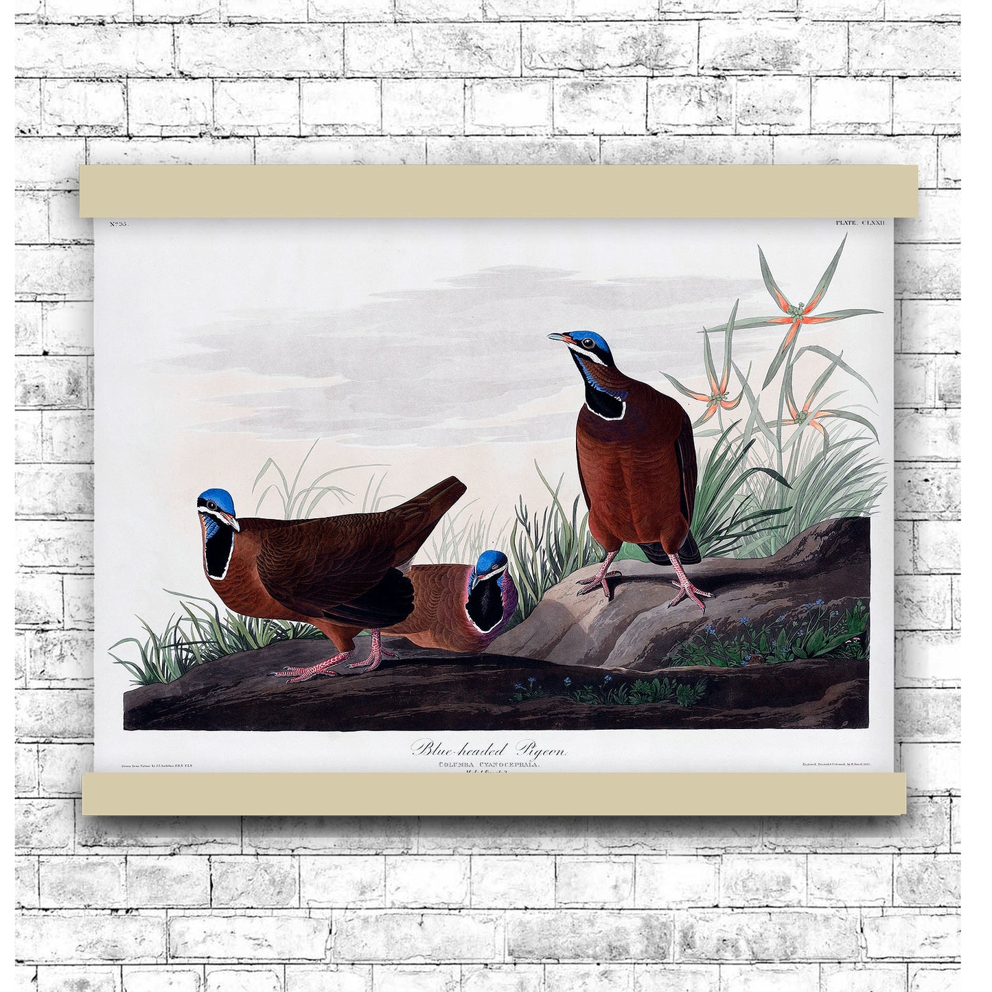 Blue-headed Pigeon from Birds of America (1827) by John James Audubon | Hanging Canvas Art | Choice of Board Colors