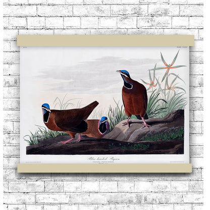 Blue-headed Pigeon from Birds of America (1827) by John James Audubon | Hanging Canvas Art | Choice of Board Colors