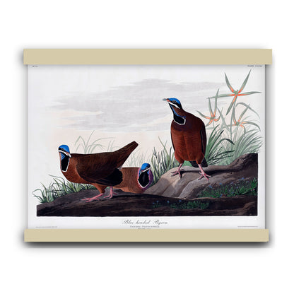 Blue-headed Pigeon from Birds of America (1827) by John James Audubon | Hanging Canvas Art | Choice of Board Colors