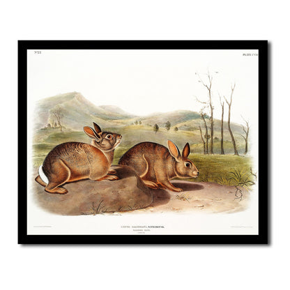 Black American Wolf by John J. Audubon