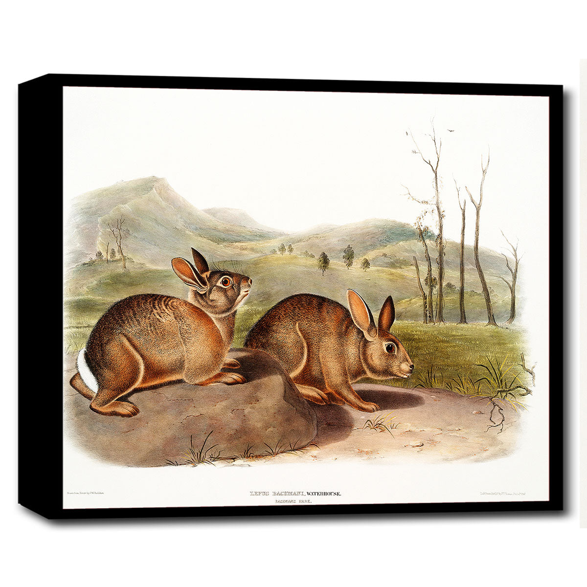 A framed print depicting two rabbits in a natural landscape setting, representing the artwork 'Bachman's Hare' by John J. Audubon.