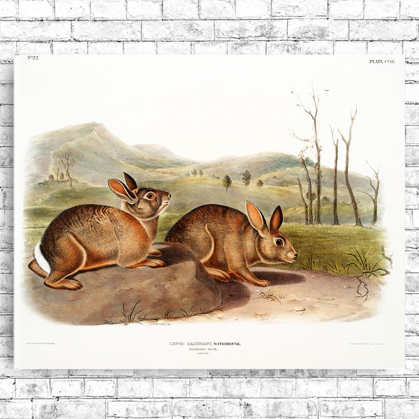 Bachman's Hare by John J. Audubon