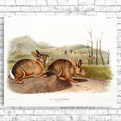 Bachman's Hare by John J. Audubon