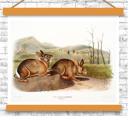 Bachman's Hare by John J. Audubon
