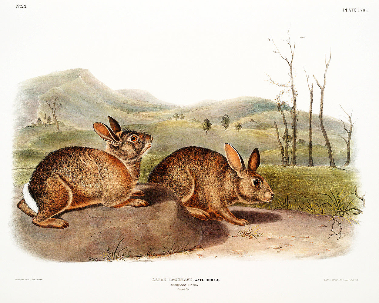 A framed print depicting two rabbits in a natural landscape setting, representing the artwork 'Bachman's Hare' by John J. Audubon.