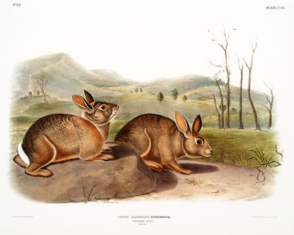 A framed print depicting two rabbits in a natural landscape setting, representing the artwork 'Bachman's Hare' by John J. Audubon.
