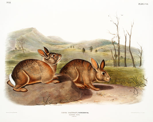 A framed print depicting two rabbits in a natural landscape setting, representing the artwork 'Bachman's Hare' by John J. Audubon.