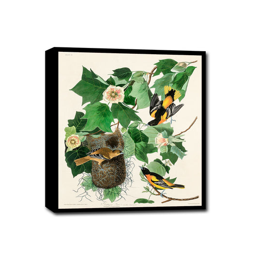 Baltimore Oriole by John J. Audubon