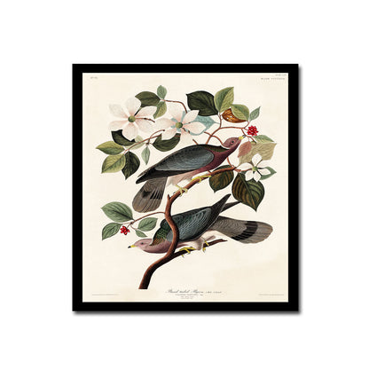 Band-tailed Pigeon by John J. Audubon