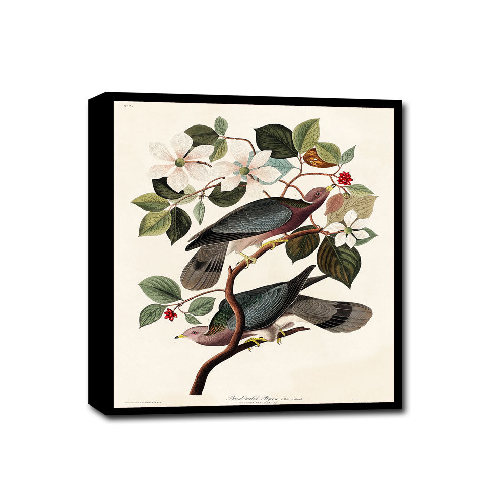 Band-tailed Pigeon by John J. Audubon
