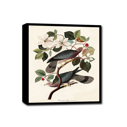Band-tailed Pigeon by John J. Audubon