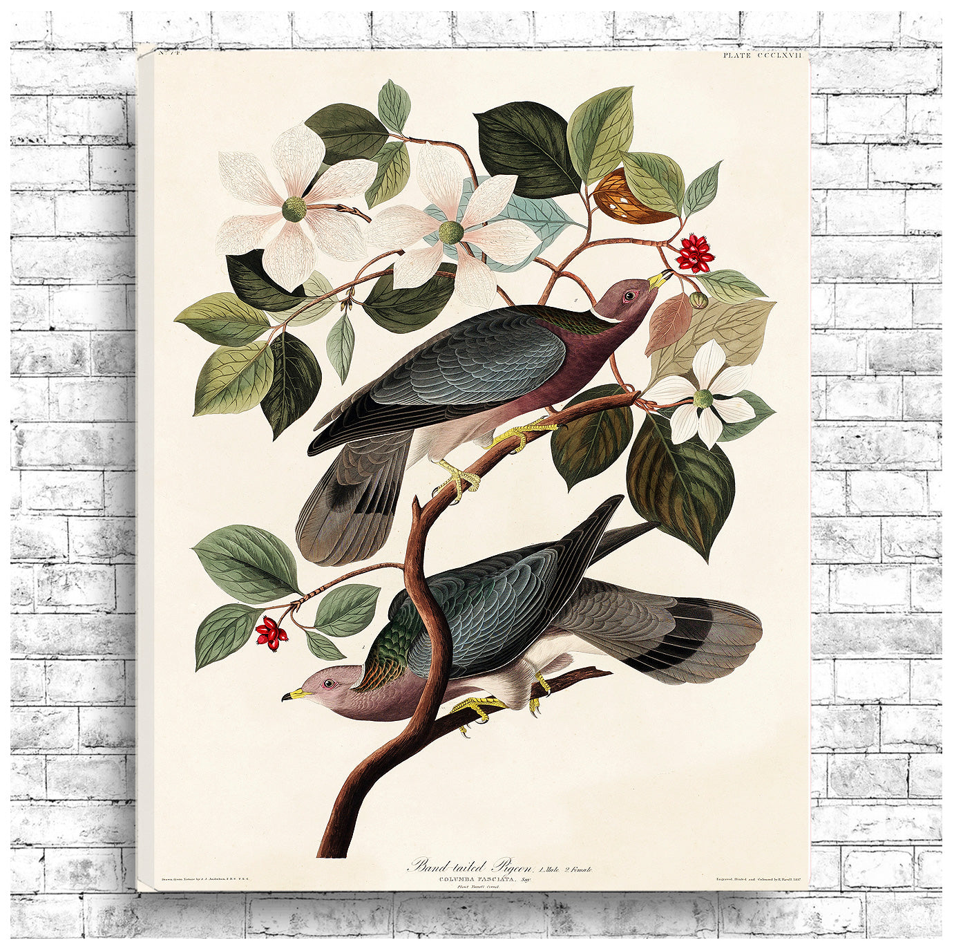Band-tailed Pigeon by John J. Audubon