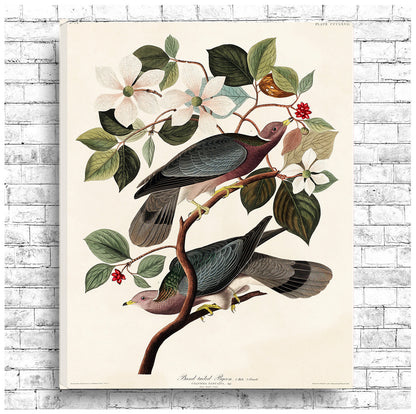 Band-tailed Pigeon by John J. Audubon