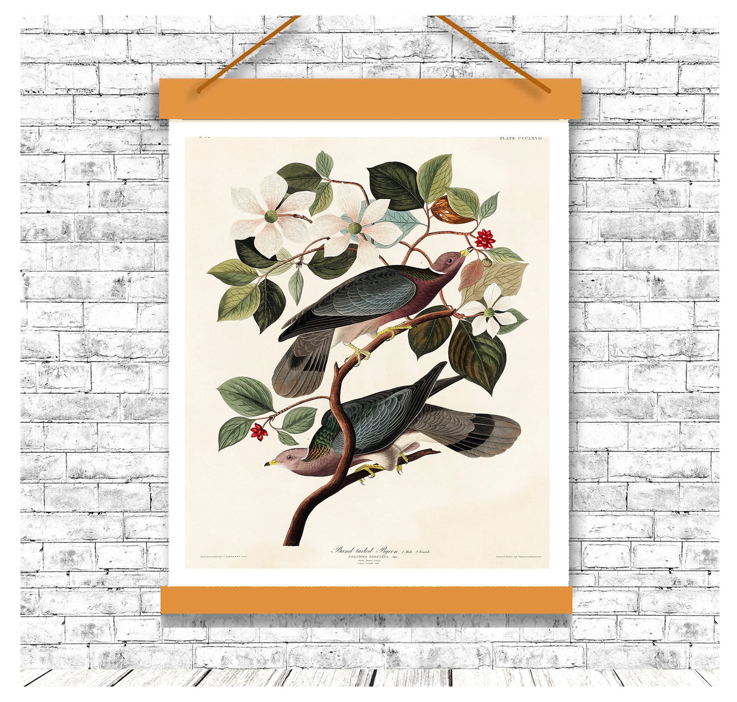 Band-tailed Pigeon by John J. Audubon