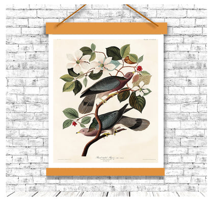 Band-tailed Pigeon by John J. Audubon