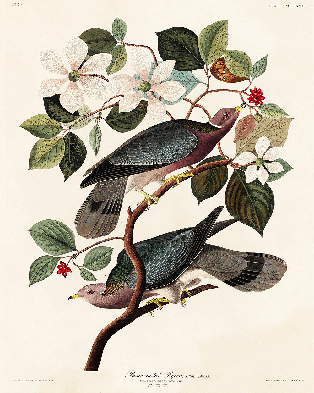 Band-tailed Pigeon by John J. Audubon