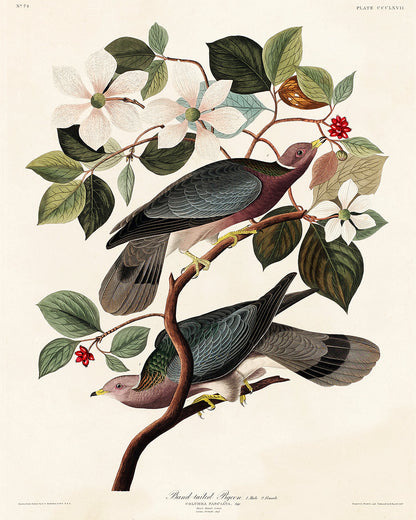 Band-tailed Pigeon by John J. Audubon