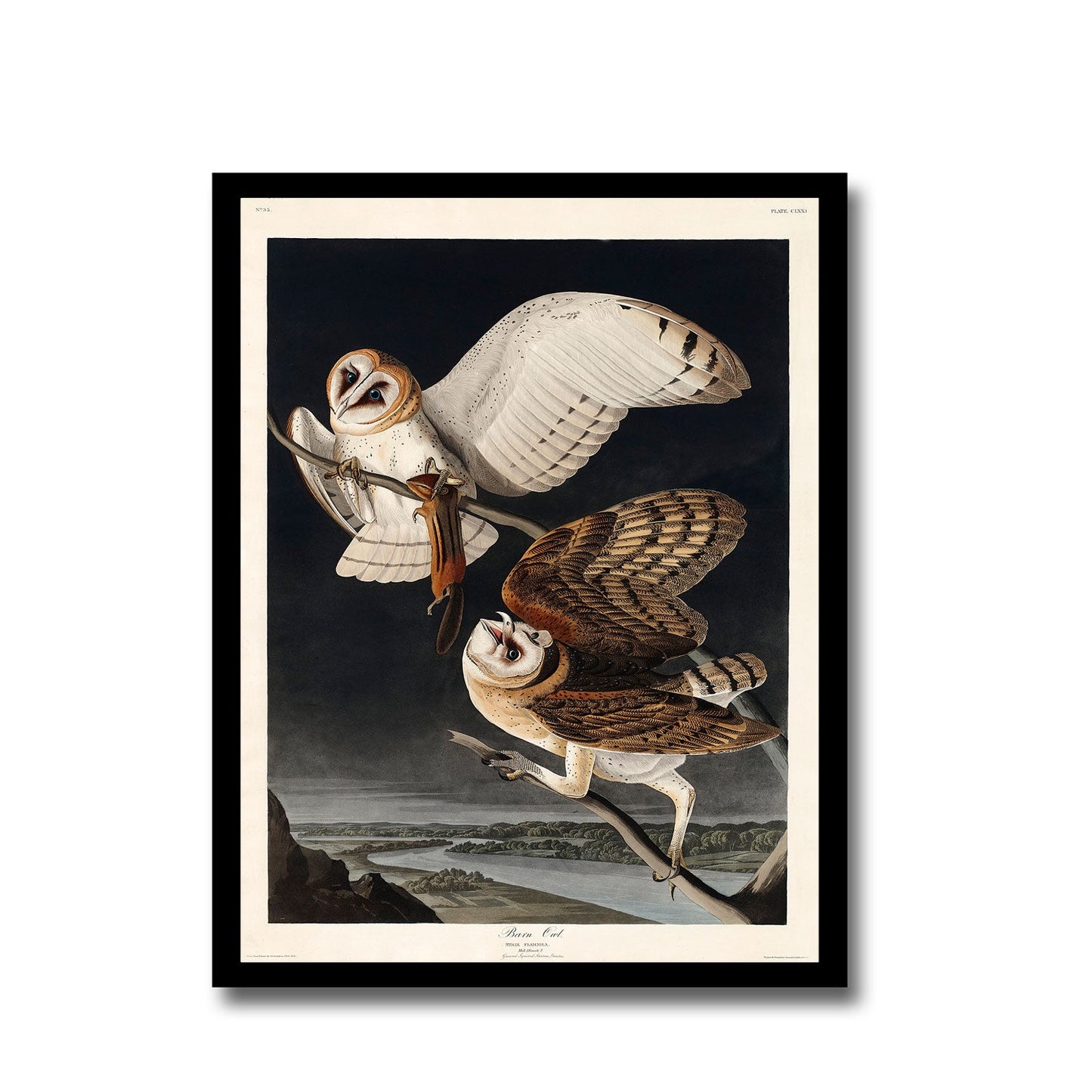 Audubon's , Hermit, and Black-throated gray Warbler by John J. Audubon