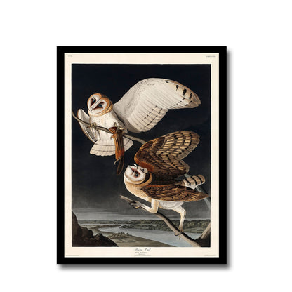 Audubon's , Hermit, and Black-throated gray Warbler by John J. Audubon